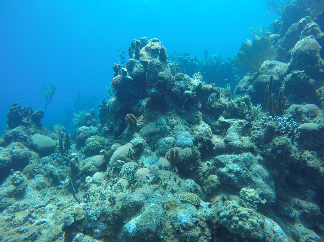 Las Antillas Diving Club景点图片
