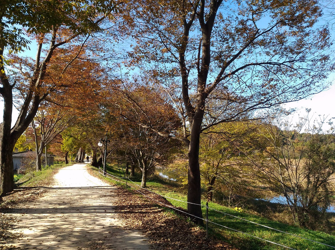 Gwanbangjerim Forest-潭阳郡必去景点