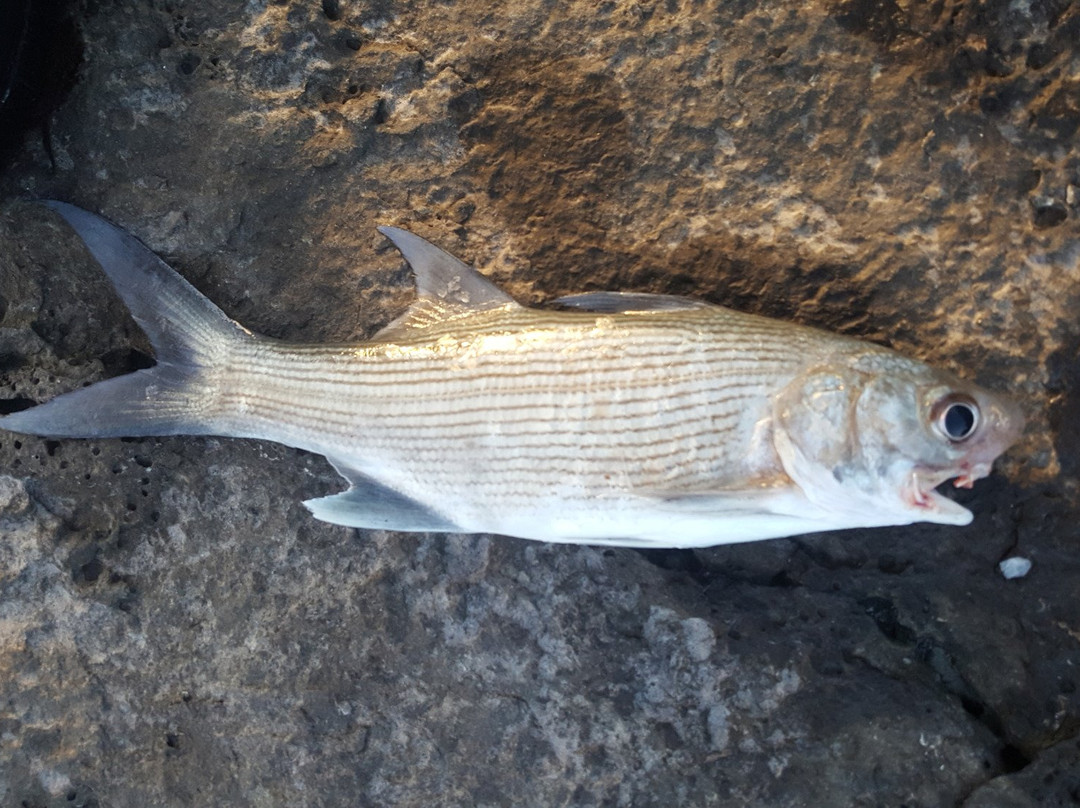 All About Fish-拉海纳必去景点