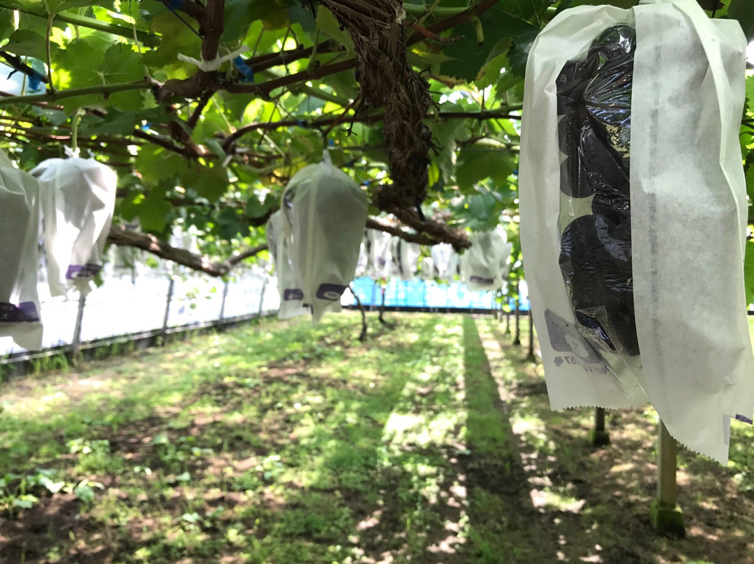 Couples-阿苏市必去景点