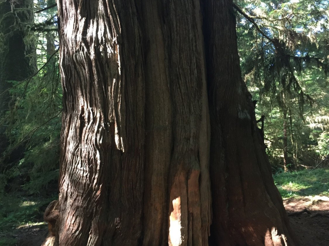 Golden Spruce Trail-Port Clements必去景点