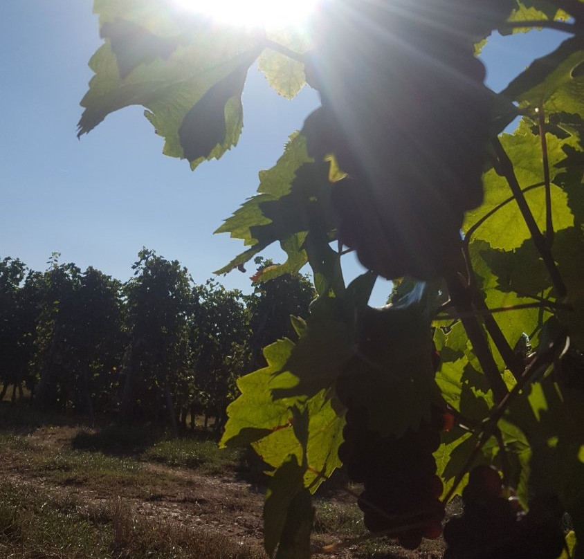 Domaine Hertzog-Herrlisheim-pres-Colmar必去景点