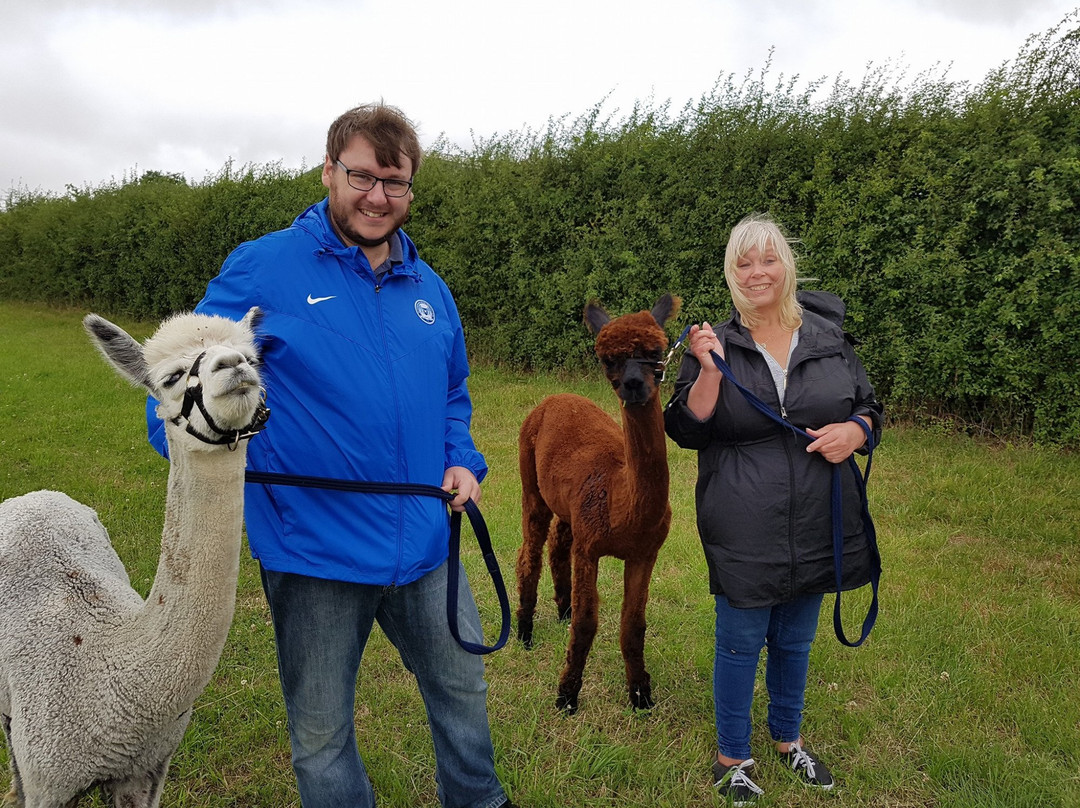 Winwick Barn Alpacas景点图片