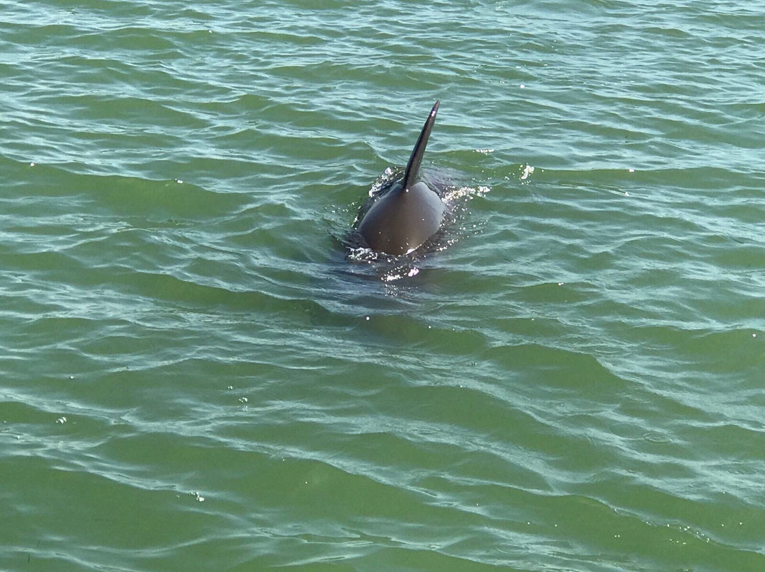 Sanibel Stars & Stripes景点图片