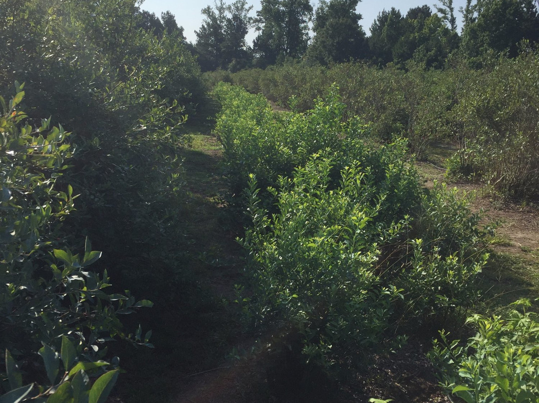 Moorhead's Blueberry Farm-Conroe必去景点