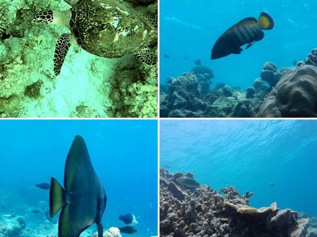 DiveOceanus-欢乐岛必去景点