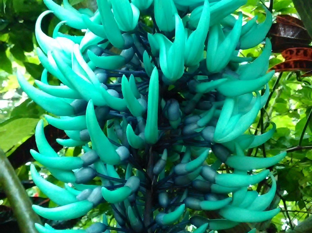 Hana Fantasia-野田市必去景点