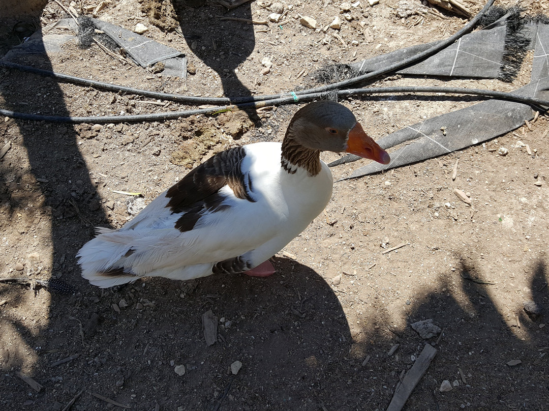 The Petting Farm-Ta' Qali必去景点