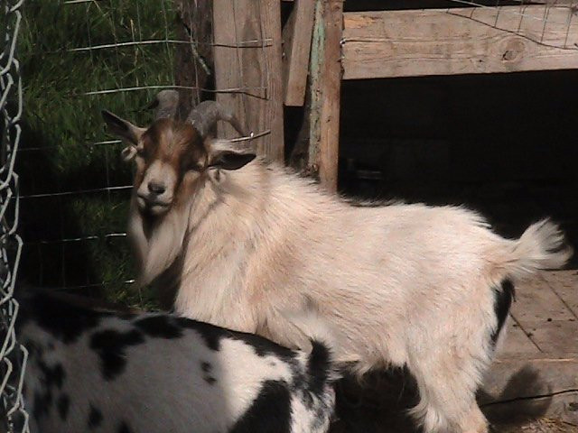 Celtic Creek Trading Company-德里格斯必去景点