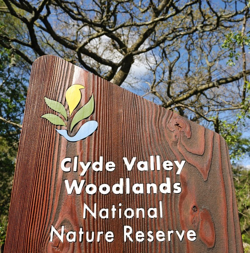 Clyde Valley Woodlands National Nature Reserve景点图片