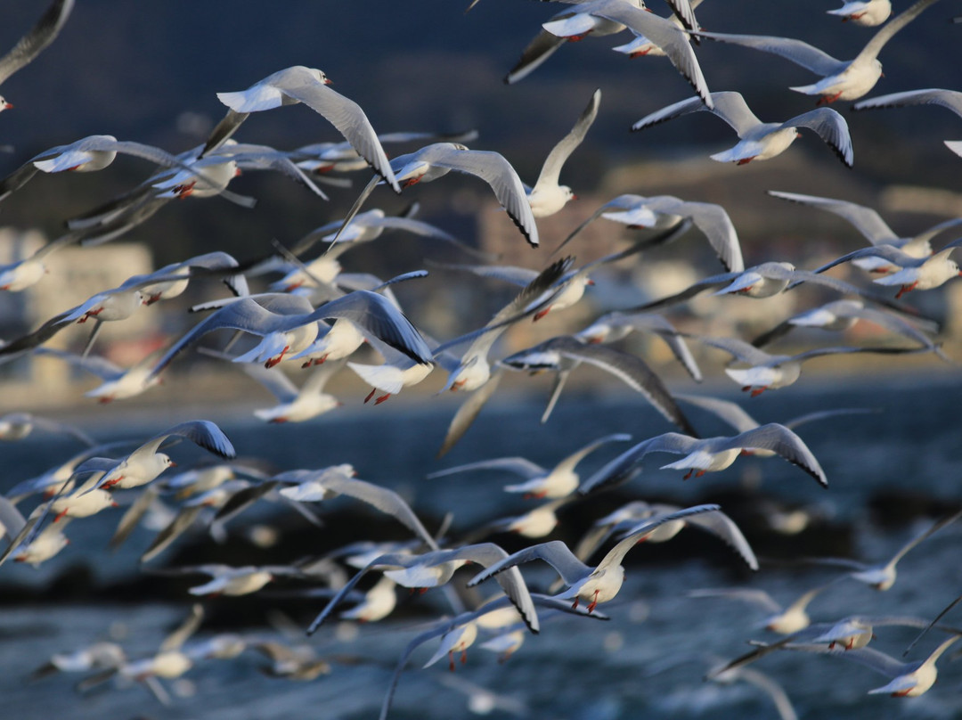 Kikuna Beach-三浦市必去景点
