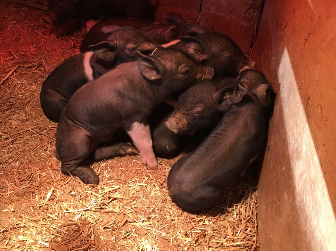 Open Gate Farm-Earlysville必去景点