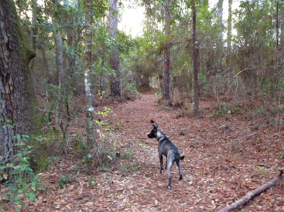 Seminole State Forest景点图片