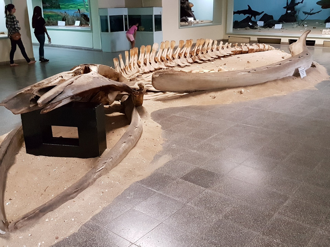 Museum of Natural History景点图片