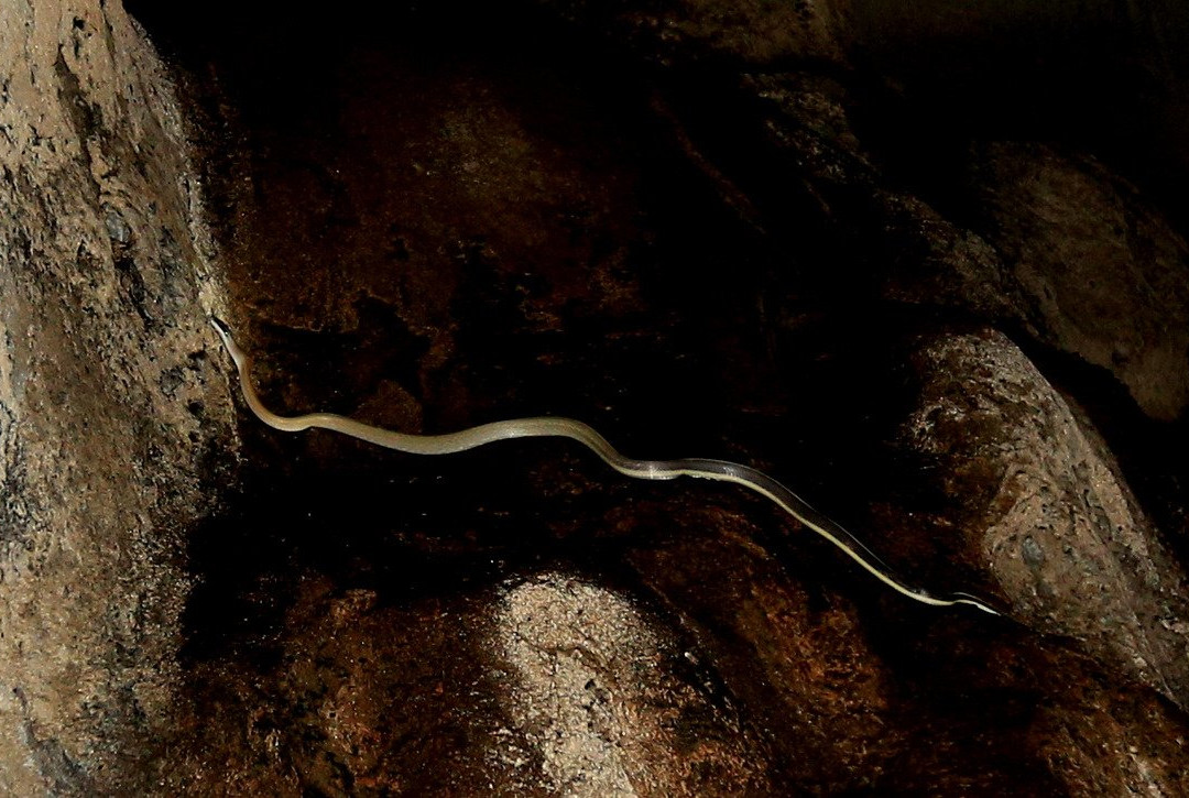 Merapoh Adventure-Merapuh必去景点