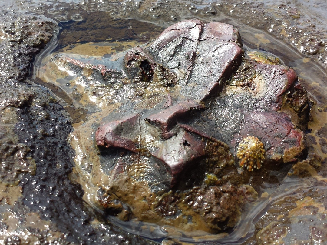 Gondwana Coast Fossil Walk景点图片