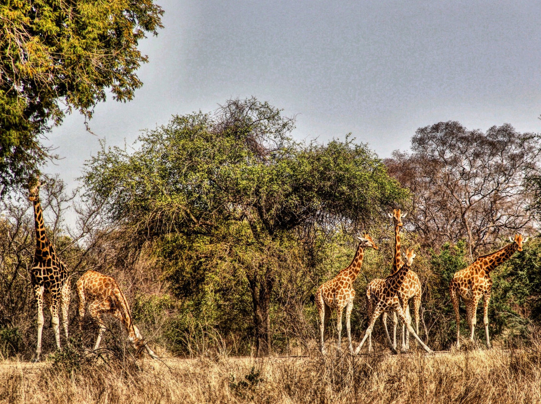 Zakouma National Park景点图片