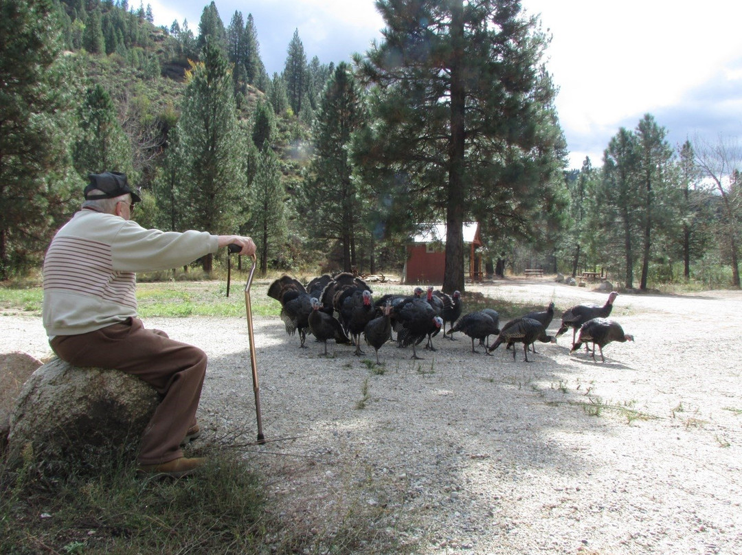 Creekside Campground Idaho City景点图片