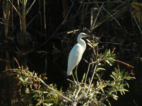 Savannas Recreation Area-匹尔斯堡必去景点