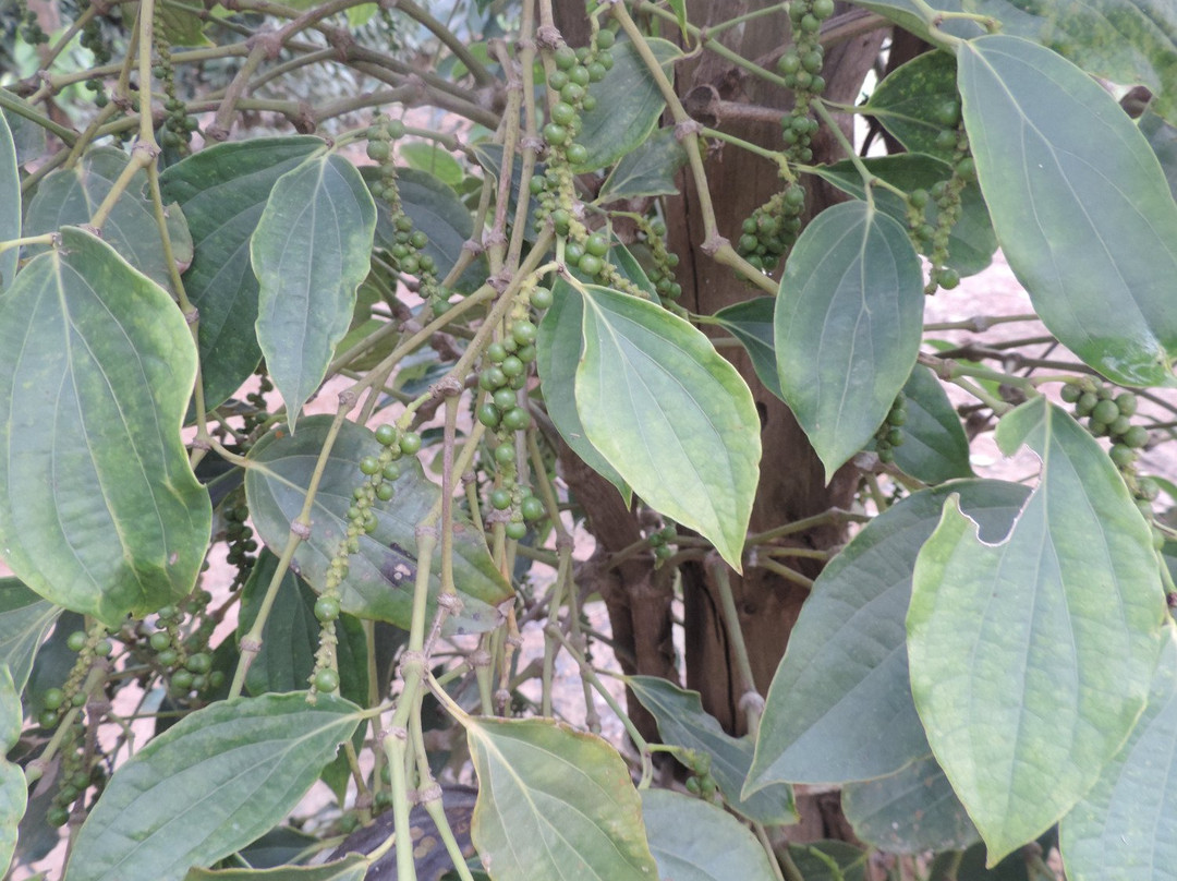 Taxi Service Siem Reap to Phnom Penh-暹粒必去景点