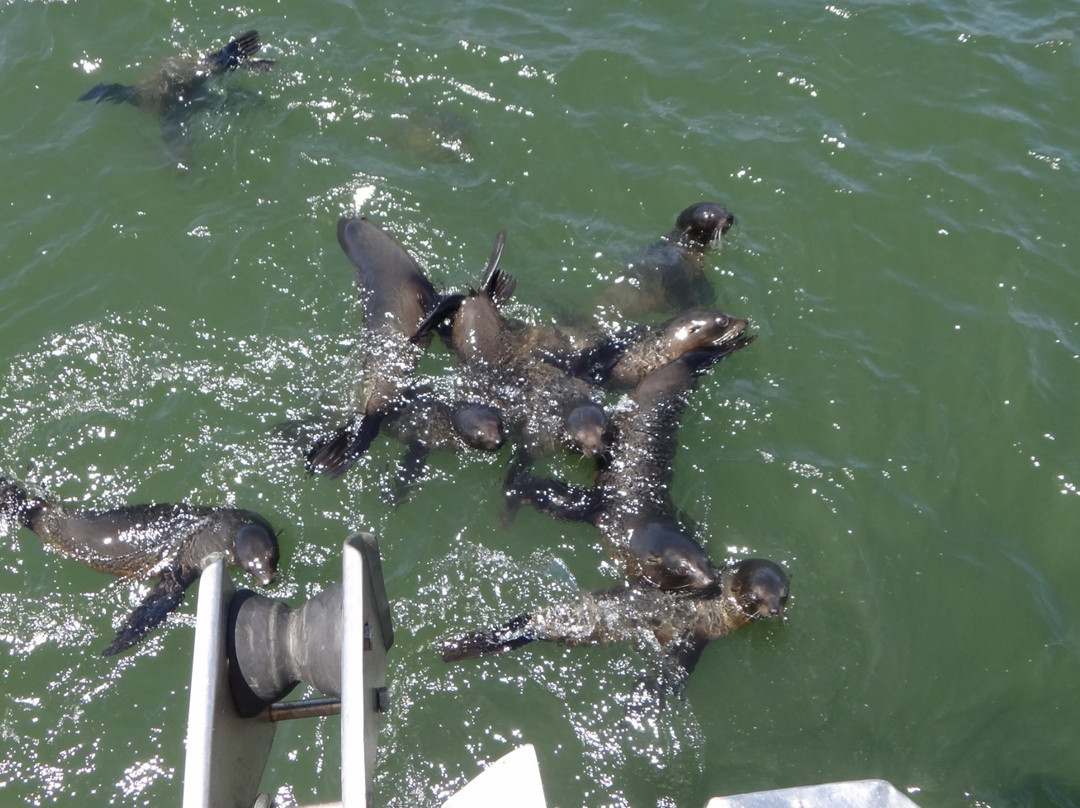 Ilha dos Lobos-Torres必去景点