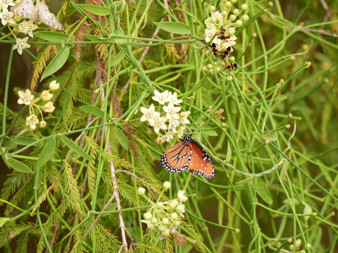 Frontera Audubon-Weslaco必去景点