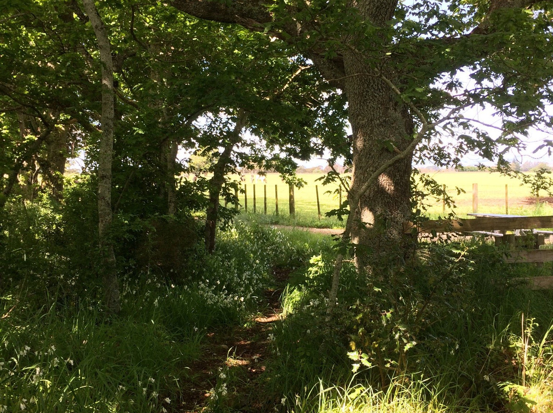 Greytown Woodside Trail-格雷镇必去景点