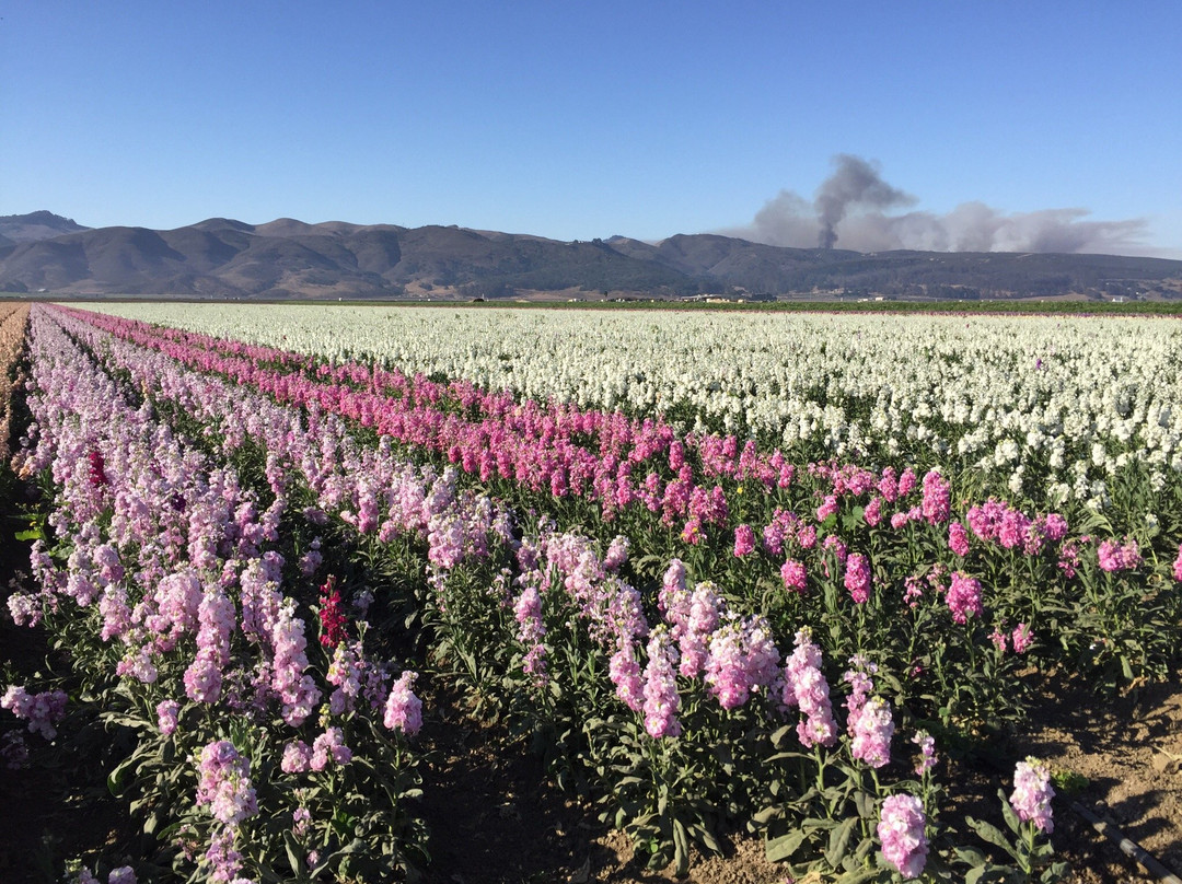 Lompoc Valley Historical Society-隆波克必去景点