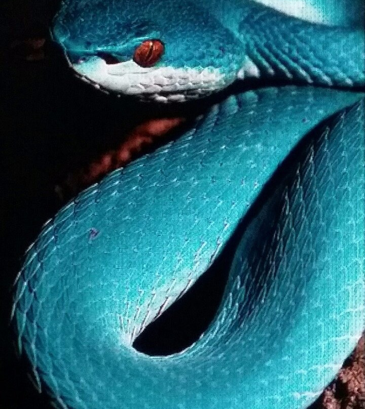 Zanzibar Land Animal Park (ZALA)-桑给巴尔岛必去景点