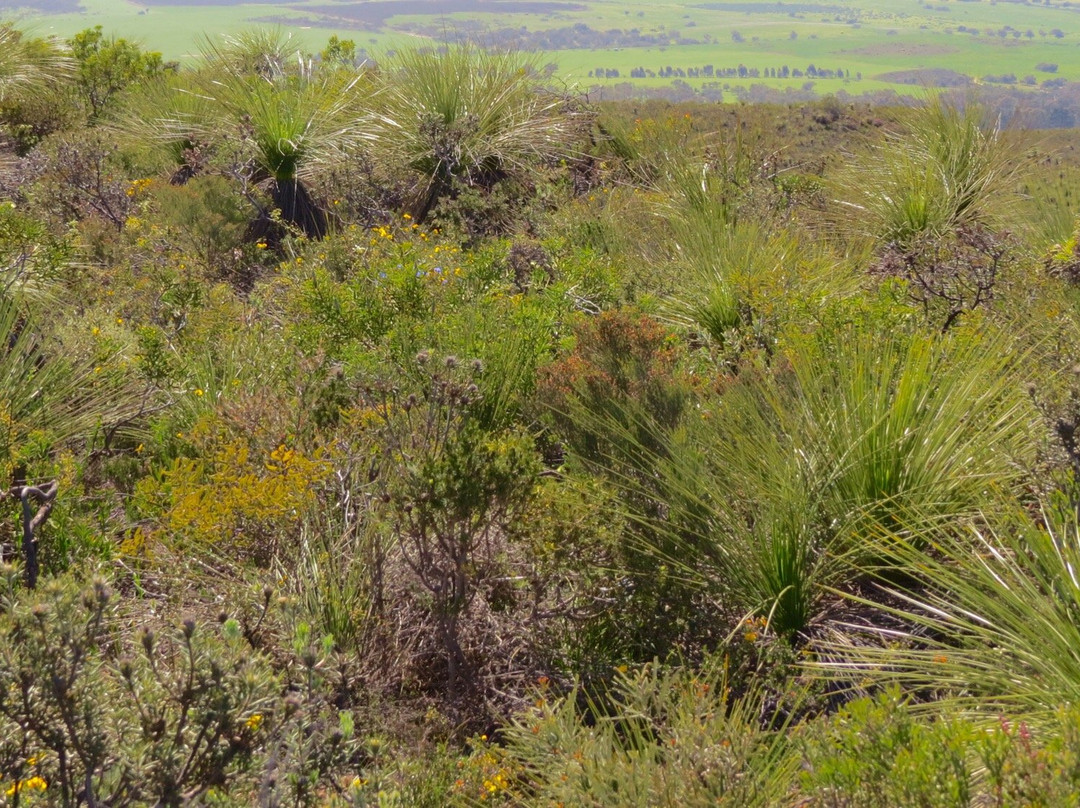 Badgingarra旅游攻略图片