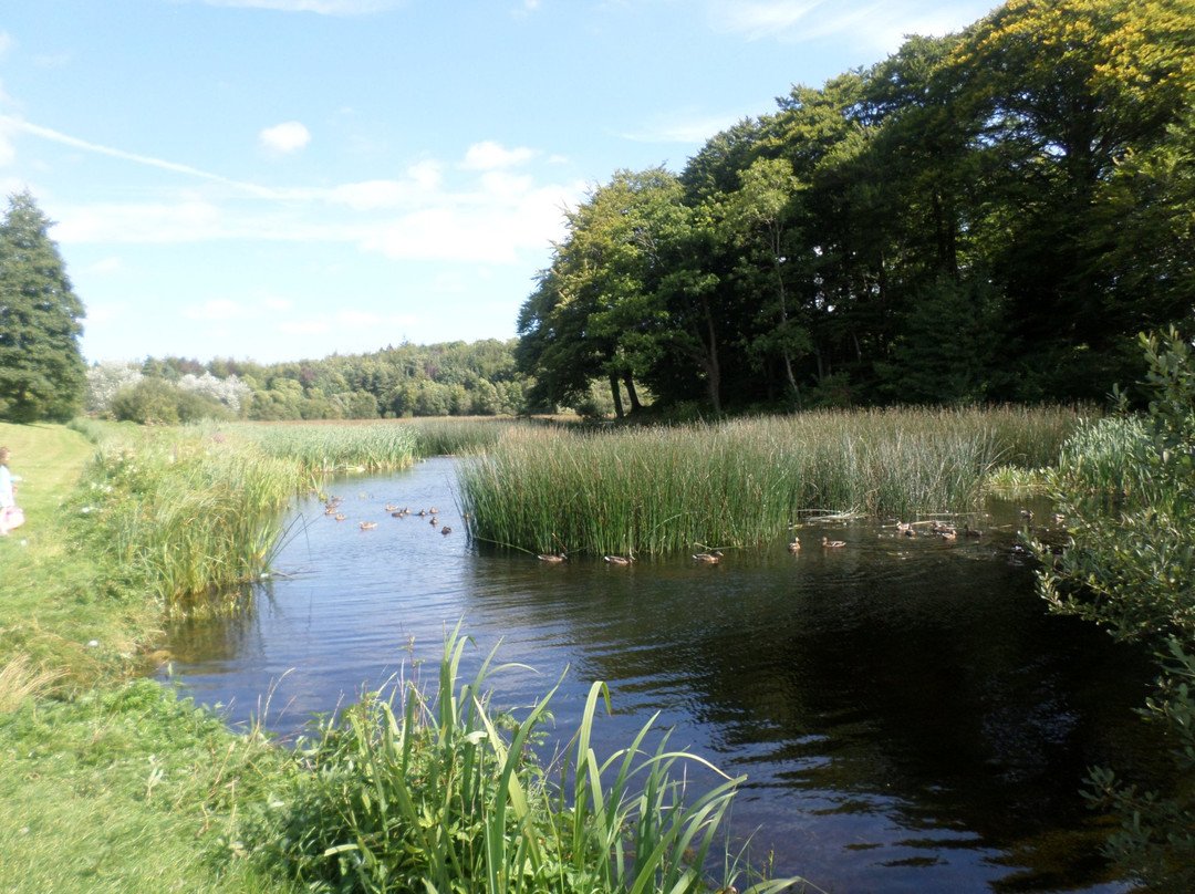 Curraghchase Forest Park景点图片