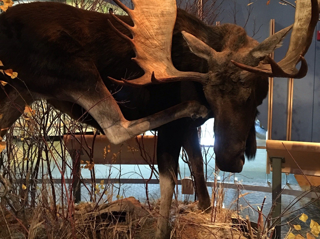 Draper Natural History Museum-科迪必去景点