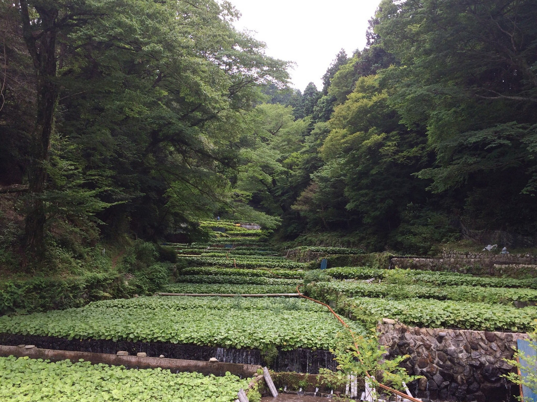 Wasabi Fields of Ikadaba-伊豆市必去景点
