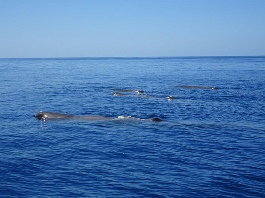 Ventura Nature Emotions