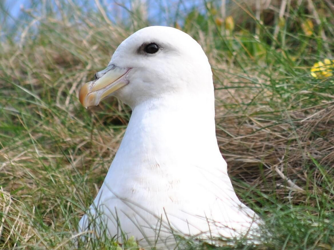 Pure Orkney-Linklater必去景点