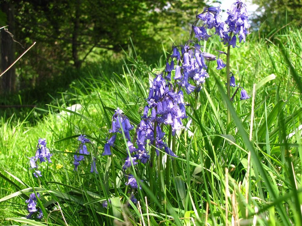 Leyburn Old Glebe Nature Reserve景点图片