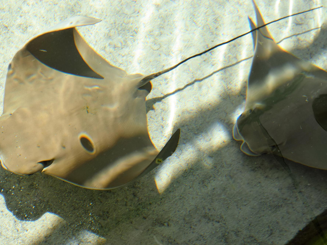 Sandoway House Nature Center-德拉海滩必去景点