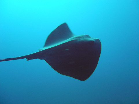 Plongée Privilege-博尔默勒米莫萨必去景点