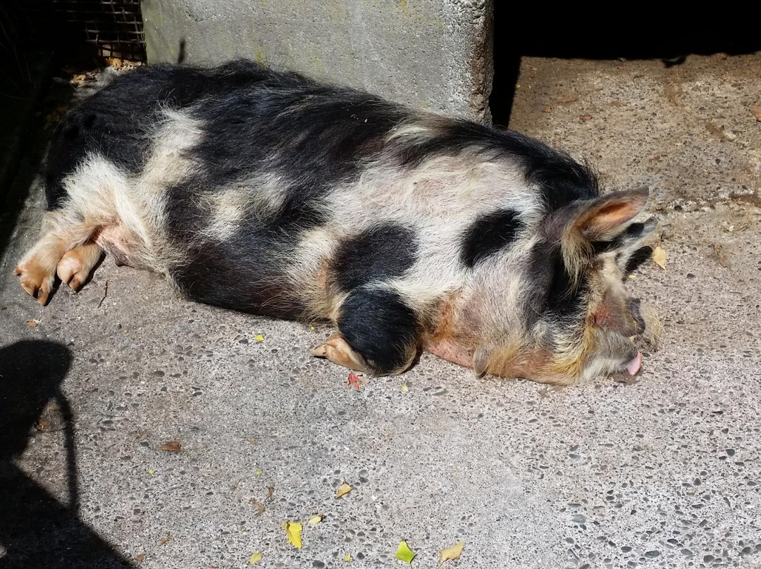 Hawkes Bay Farmyard Zoo景点图片