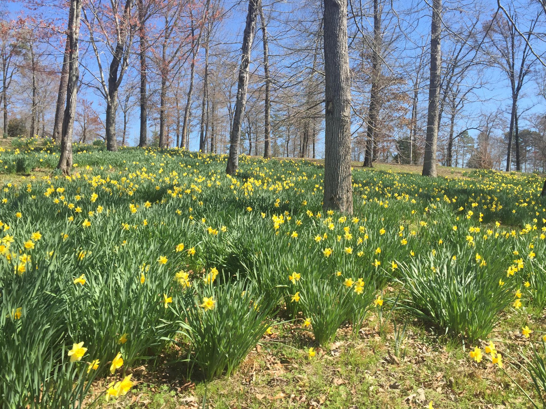 Mrs. Lee's Daffodil Garden-Gladewater必去景点