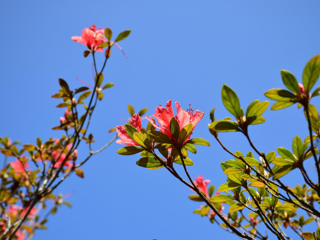 Phu Luang Wildlife Sanctuary-普茹必去景点