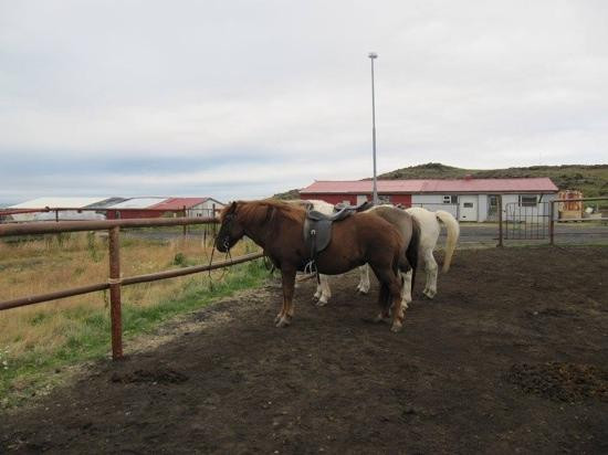 Arctic Horses-格林达维克必去景点