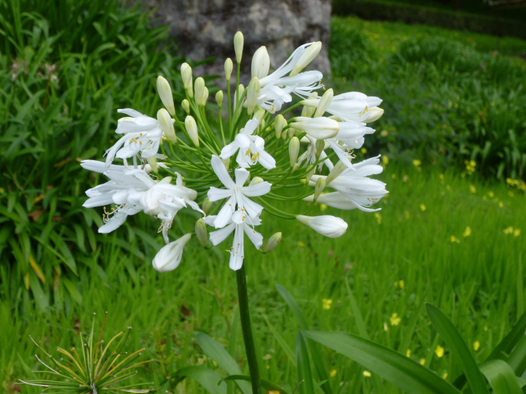 Quinta da Junta Garden-Santo Antonio da Serra必去景点