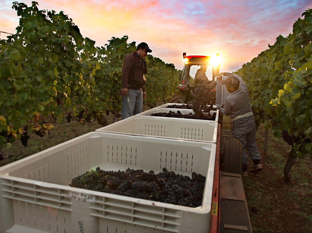 Hyland Estates Winery-Dundee必去景点