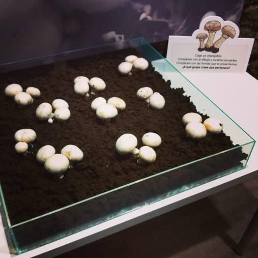 Fungiturismo-Pradejon必去景点