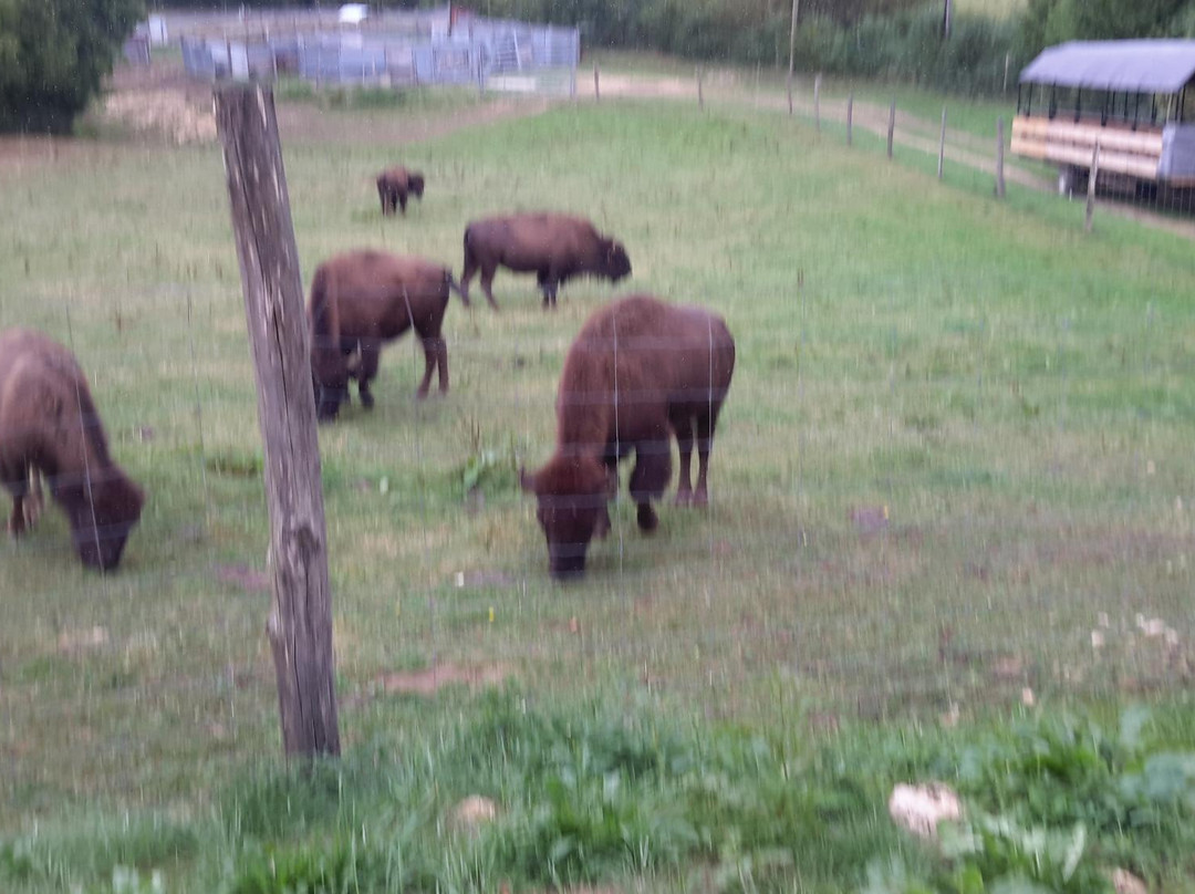 Les Bisons du Sachuron景点图片