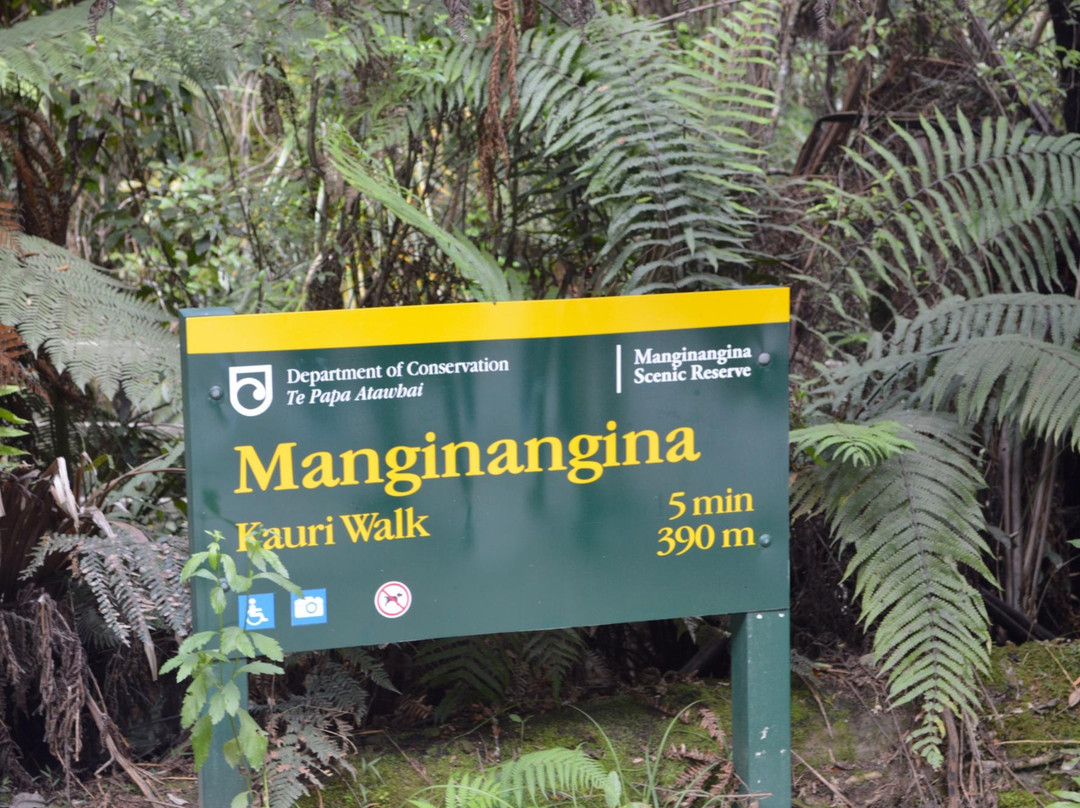 Manginangina Kauri Walk景点图片