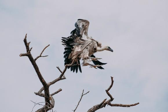 埃林迪私人动物保护区旅游攻略图片