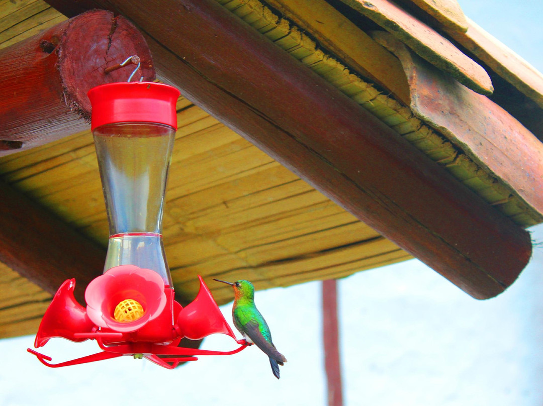 Jardin Colibri Rnt 33633