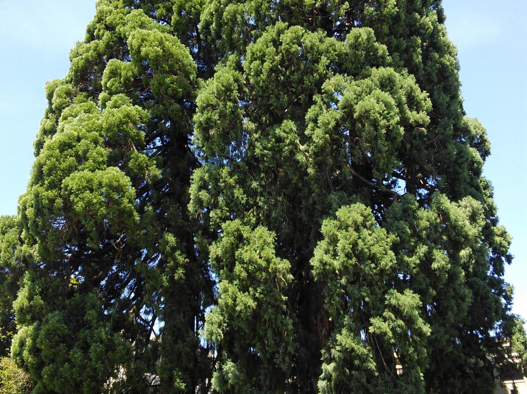 Hillsboro Pharmacy Fountain